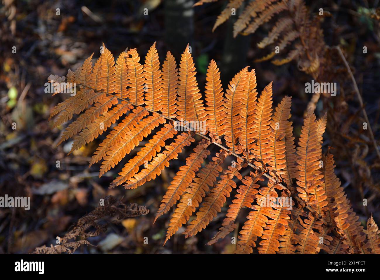 Commun lady fern with orange to brown leaves. Athyrium filix-femina in fall season. Stock Photo