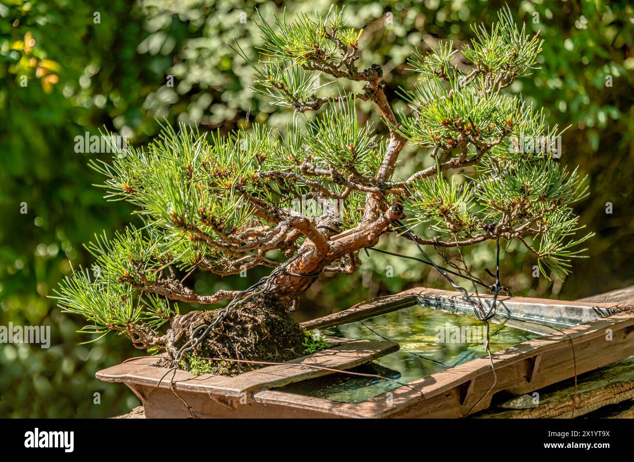Close-up of a Scots pine bonsai (Pinus Sylvestris 'Pumila'') Stock Photo