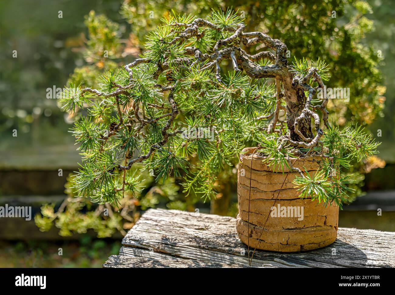 Close-up of a European larch bonsai (Larix decidua) in the garden of the Zuschendorf country castle, Saxony, Germany Stock Photo