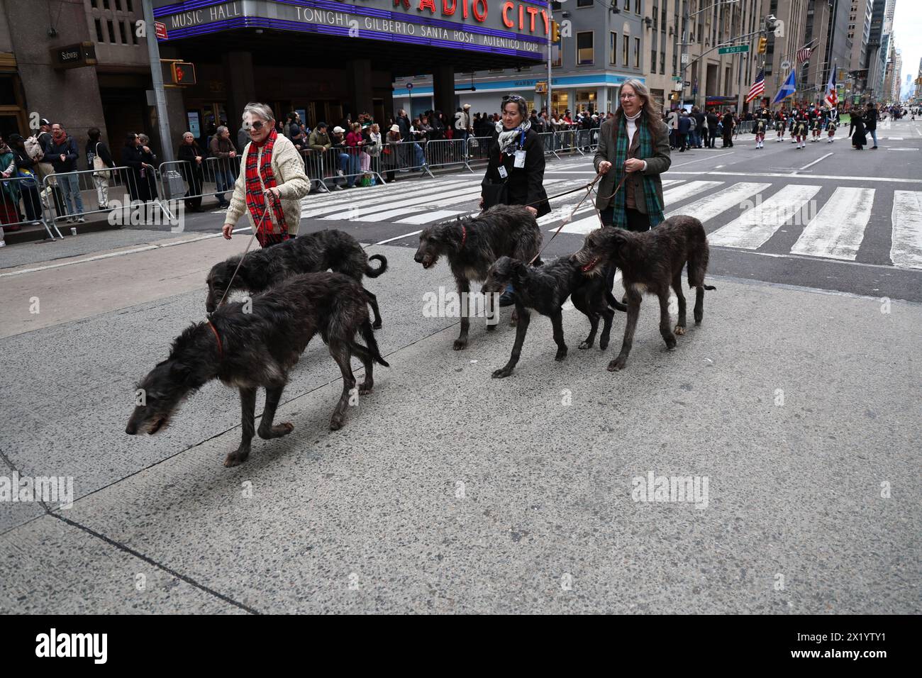 Scottish Deerhounds march during the Tartan Day Parade on Sixth Avenue