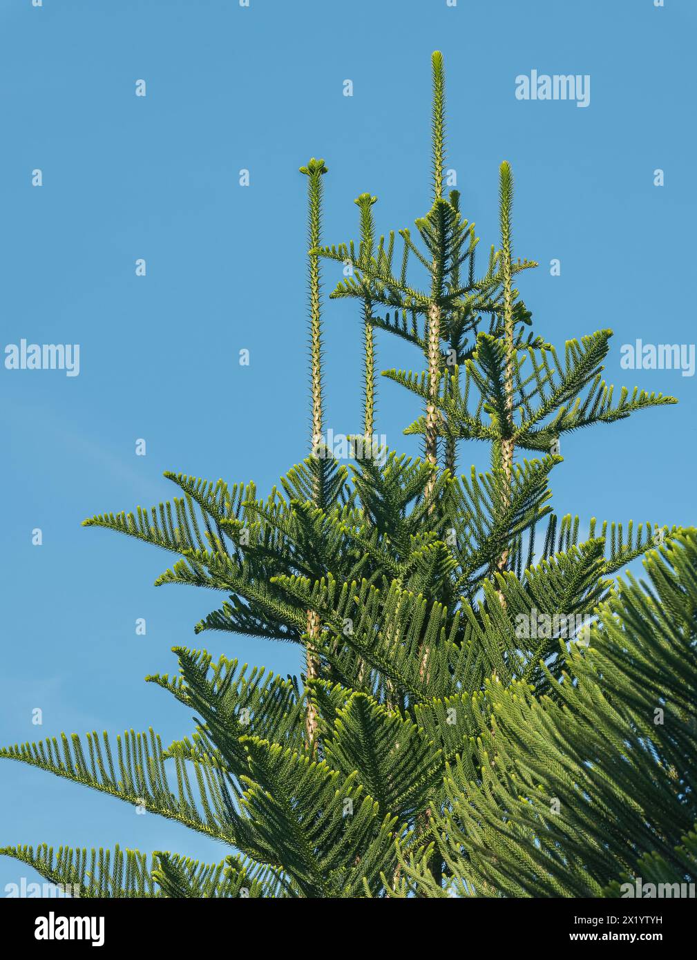 Norfolk pine tree reaching towards the blue sky in spring Stock Photo