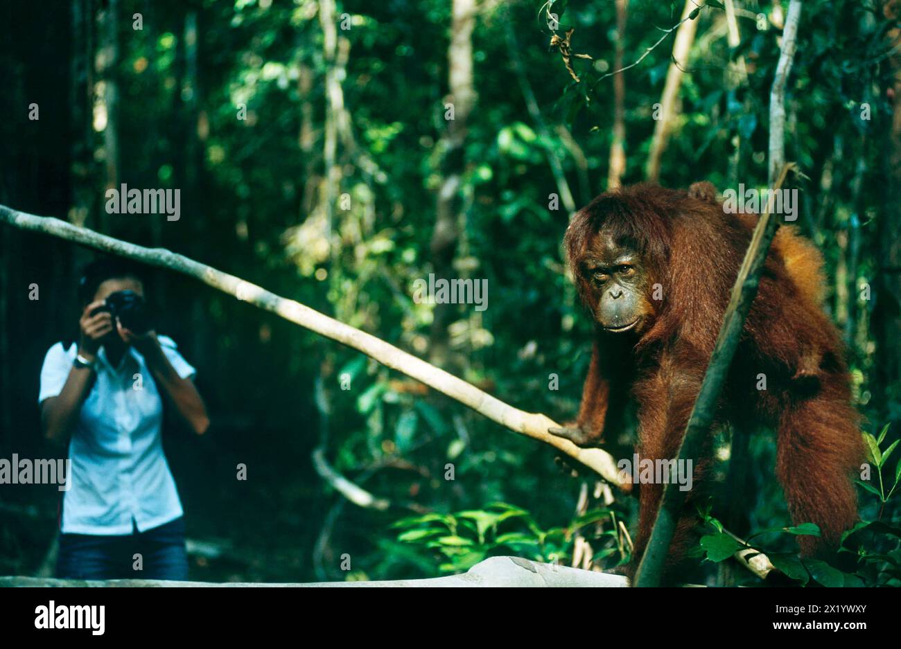 Woman photographing Bornean Orangutan, Pongo pygmaeus, with young baby, Critically Endangered, endemic to Borneo island, Camp Leakey, Tanjung Puting N Stock Photo