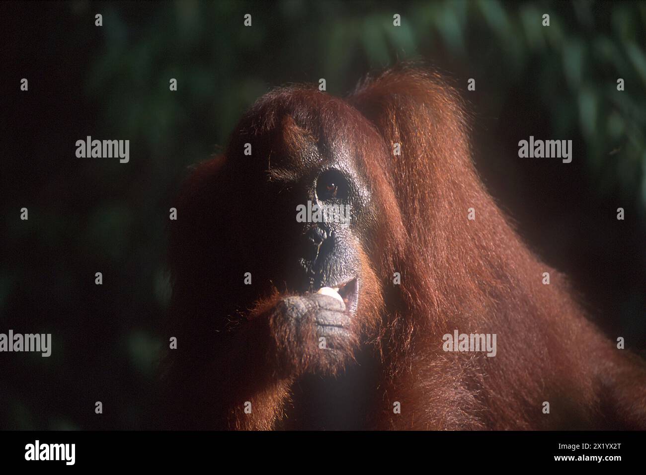 Female Bornean Orangutan, Pongo pygmaeus, eating, Critically Endangered ...