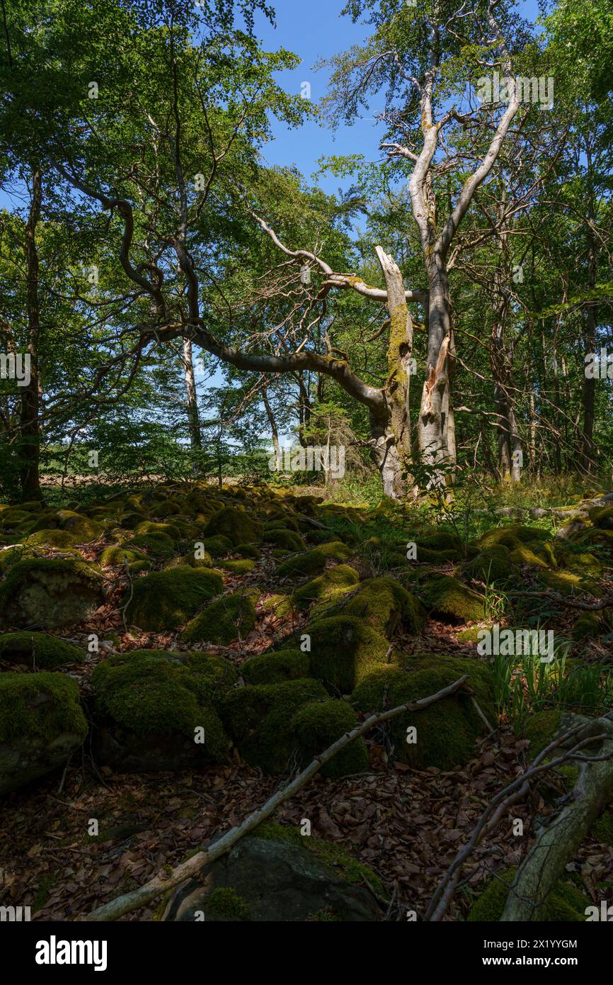 Landscape in the NSG &quot;Hohe Rhön&quot; between the Black Moor and the Eisgraben, Rhön Biosphere Reserve, Lower Franconia, Franconia, Bavaria, Germ Stock Photo