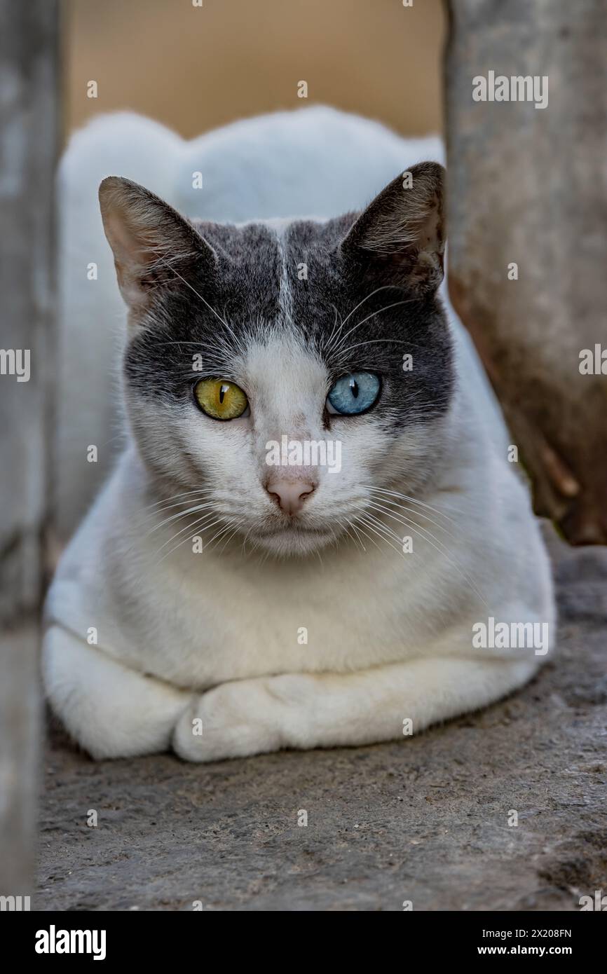 Cat with different eyes Stock Photo