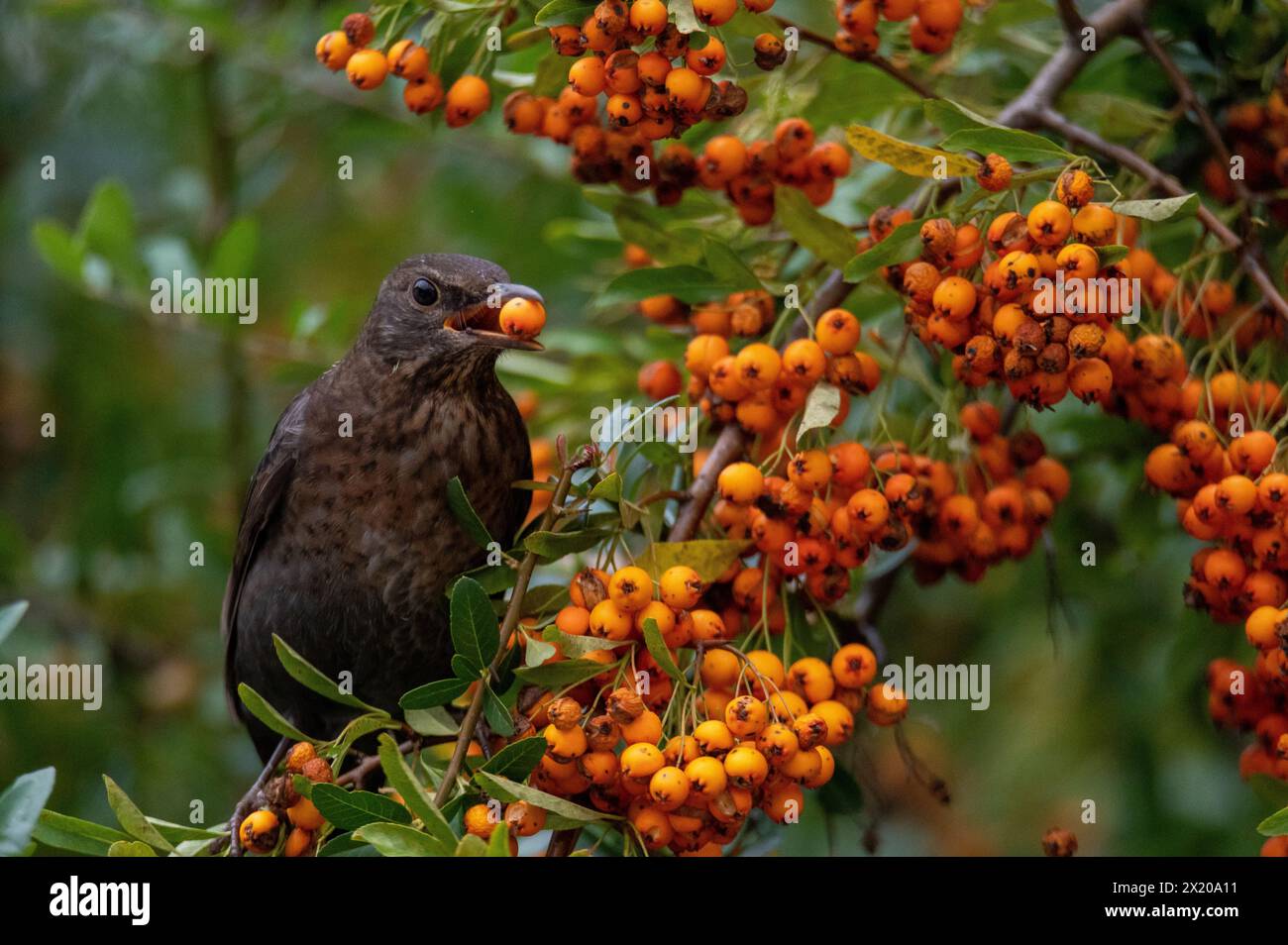 Blackbird eats sea buckthorn fruits in autumn, settlement area, Salzburg, Austria Stock Photo