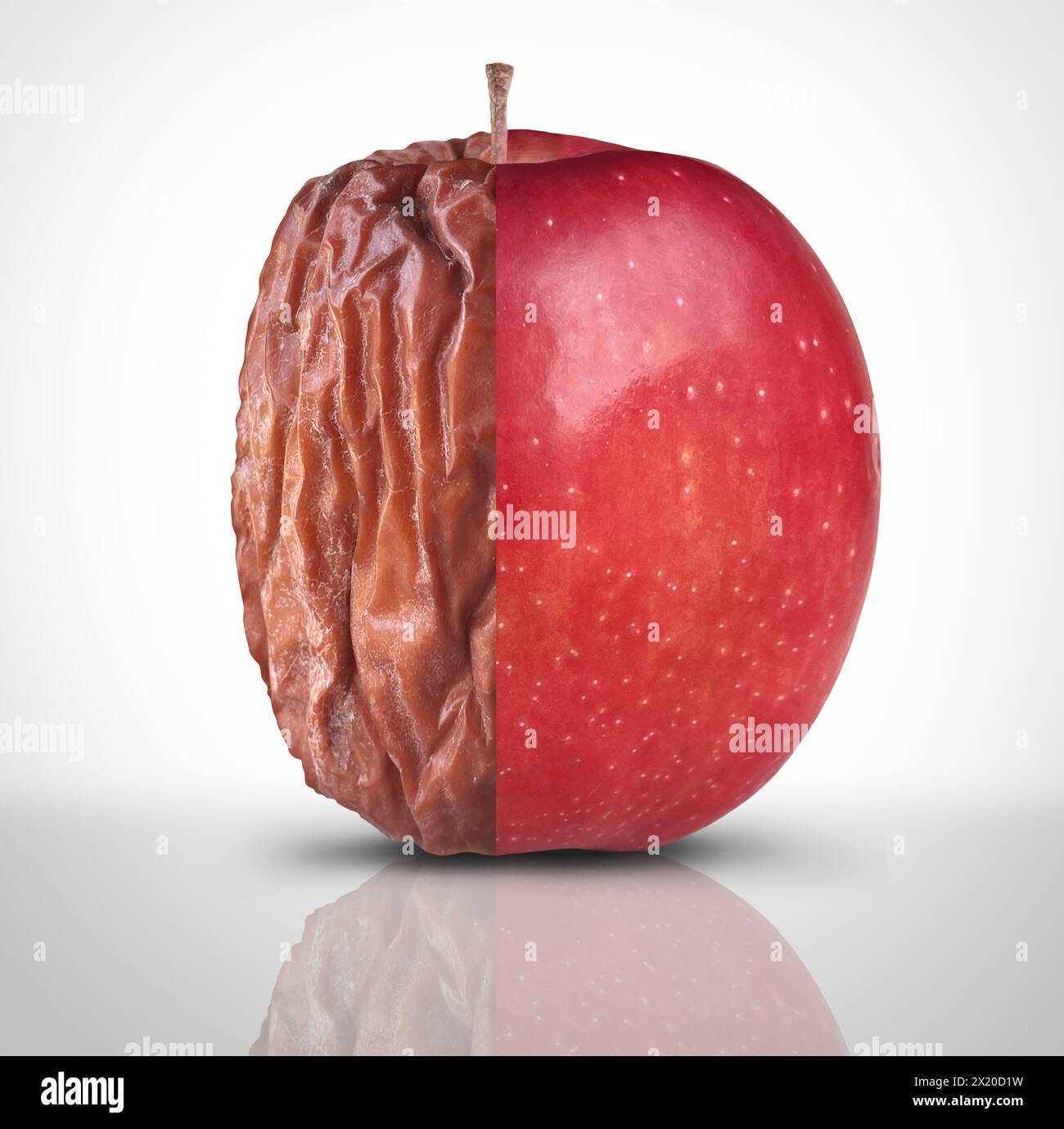 Health And Disease or Aging Process and mental health symbol as a new fresh ripe red apple decomposing and getting old and wrinkled as a symbol Stock Photo