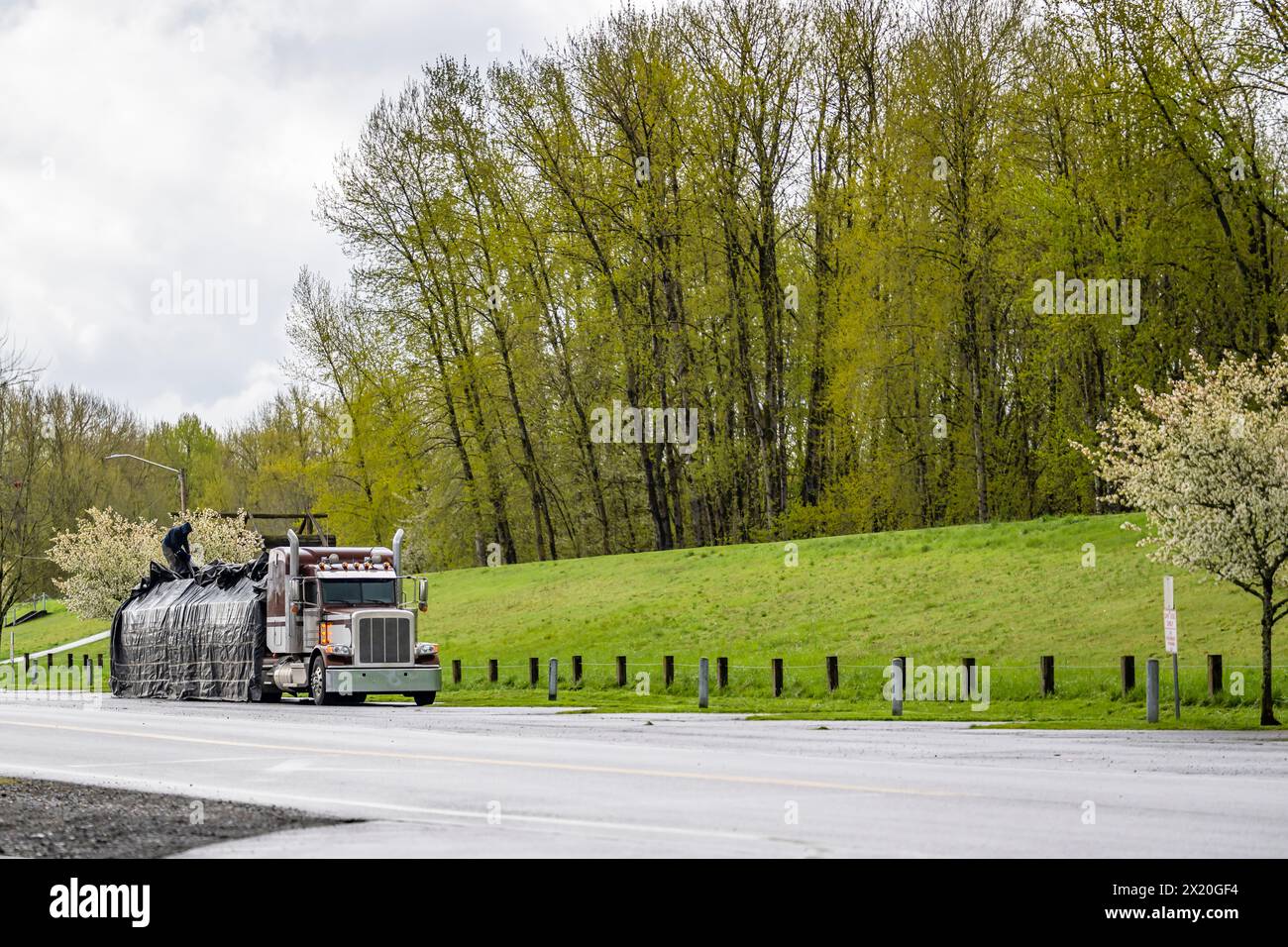 Industrial professional truck driver covering fastened lumber wood ...