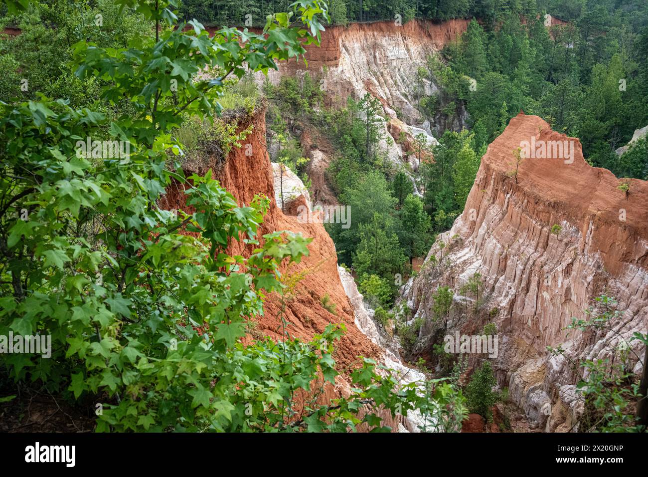 Beautiful variegated cliffs and summer foliage at Providence Canyon State Park in Lumpkin, Georgia. (USA) Stock Photo
