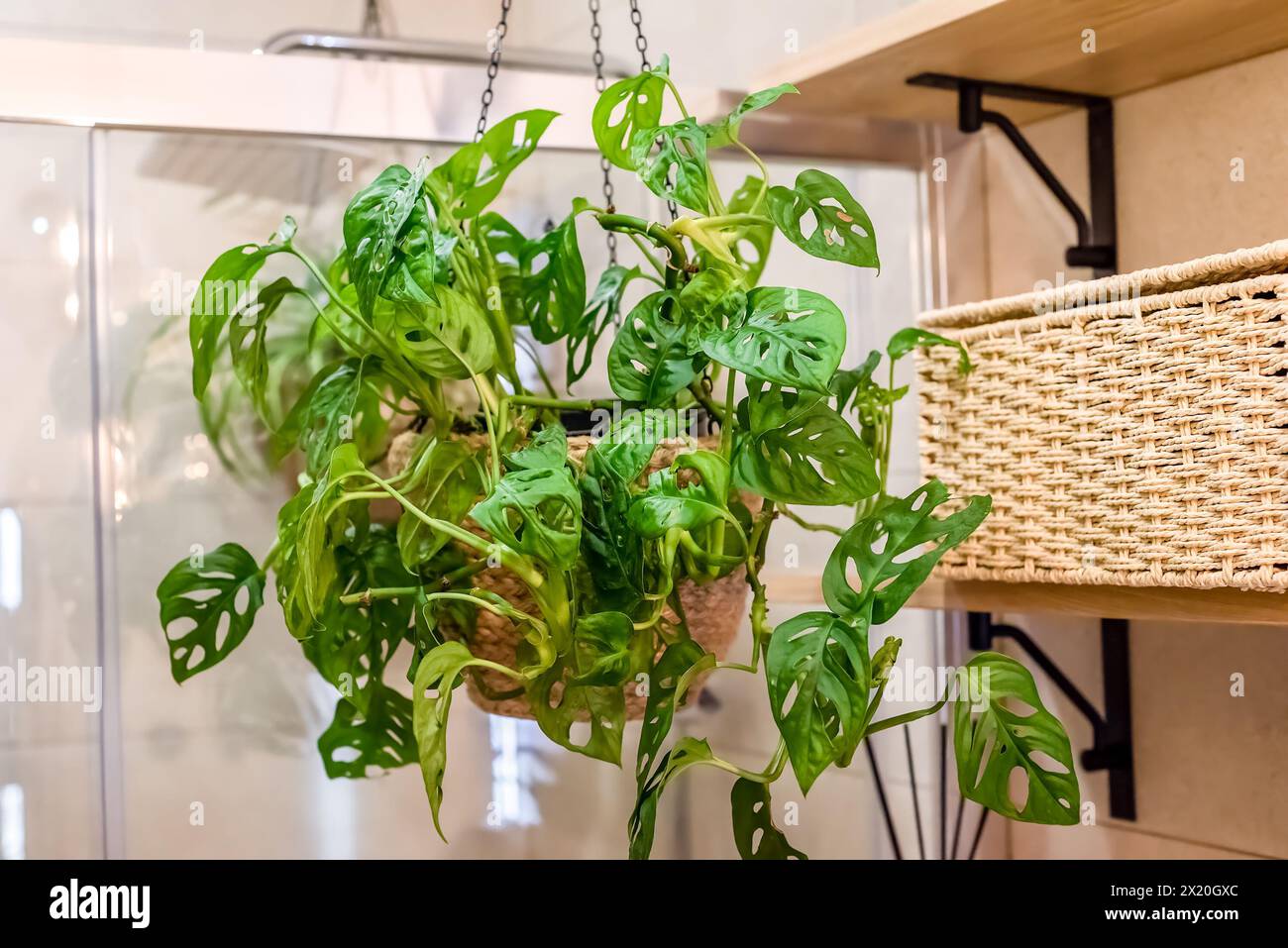 Monstera adansonii the Adanson's monstera, Swiss cheese plant or five