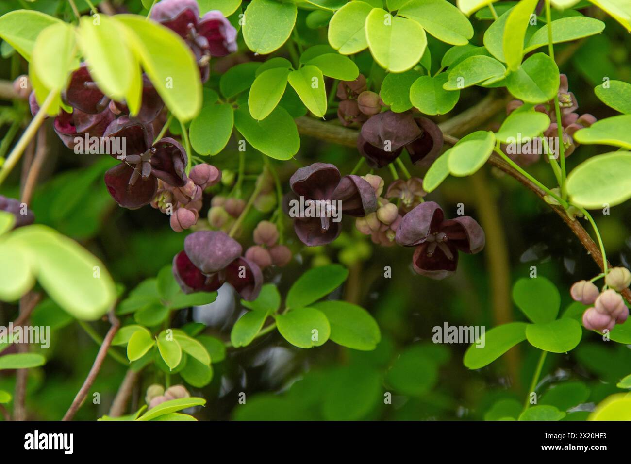 Akebia quinata hi-res stock photography and images - Alamy