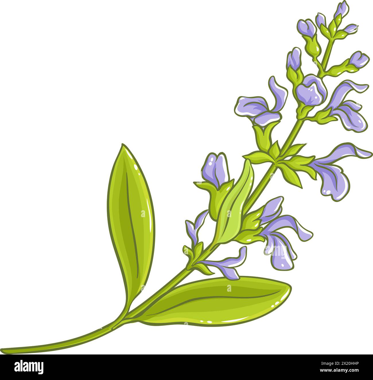 Sage Plant Colored Detailed Illustration Stock Vector Image & Art - Alamy