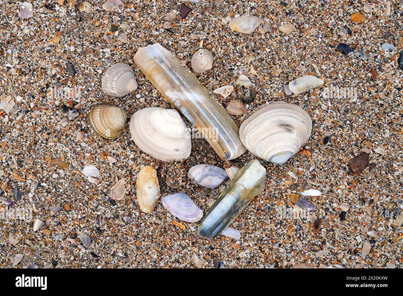 Ireland, County Kerry, Dingle Peninsula, Inch Beach, shells on the ...