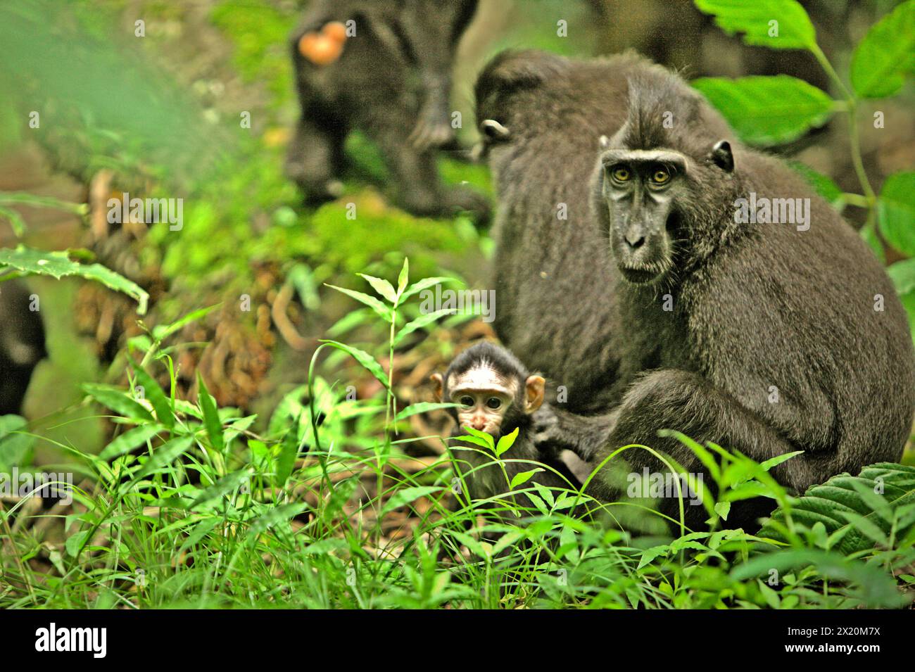 A crested macaque (Macaca nigra) offspring is being in the care of an adult female individual in Tangkoko forest, North Sulawesi, Indonesia. Climate change is one of the main factors affecting biodiversity worldwide at an alarming rate according to a team of scientists led by Antonio Acini Vasquez-Aguilar in their March 2024 research paper published on Environ Monit Assess. It might shift the geographic distribution of species, including species which depend greatly on forest cover such as primates, they say. Stock Photo