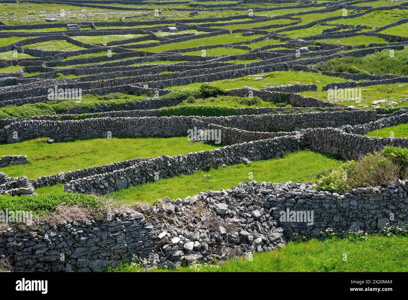 Ireland, County Galway, Aran Islands, Inishmaan Island, stone walls ...