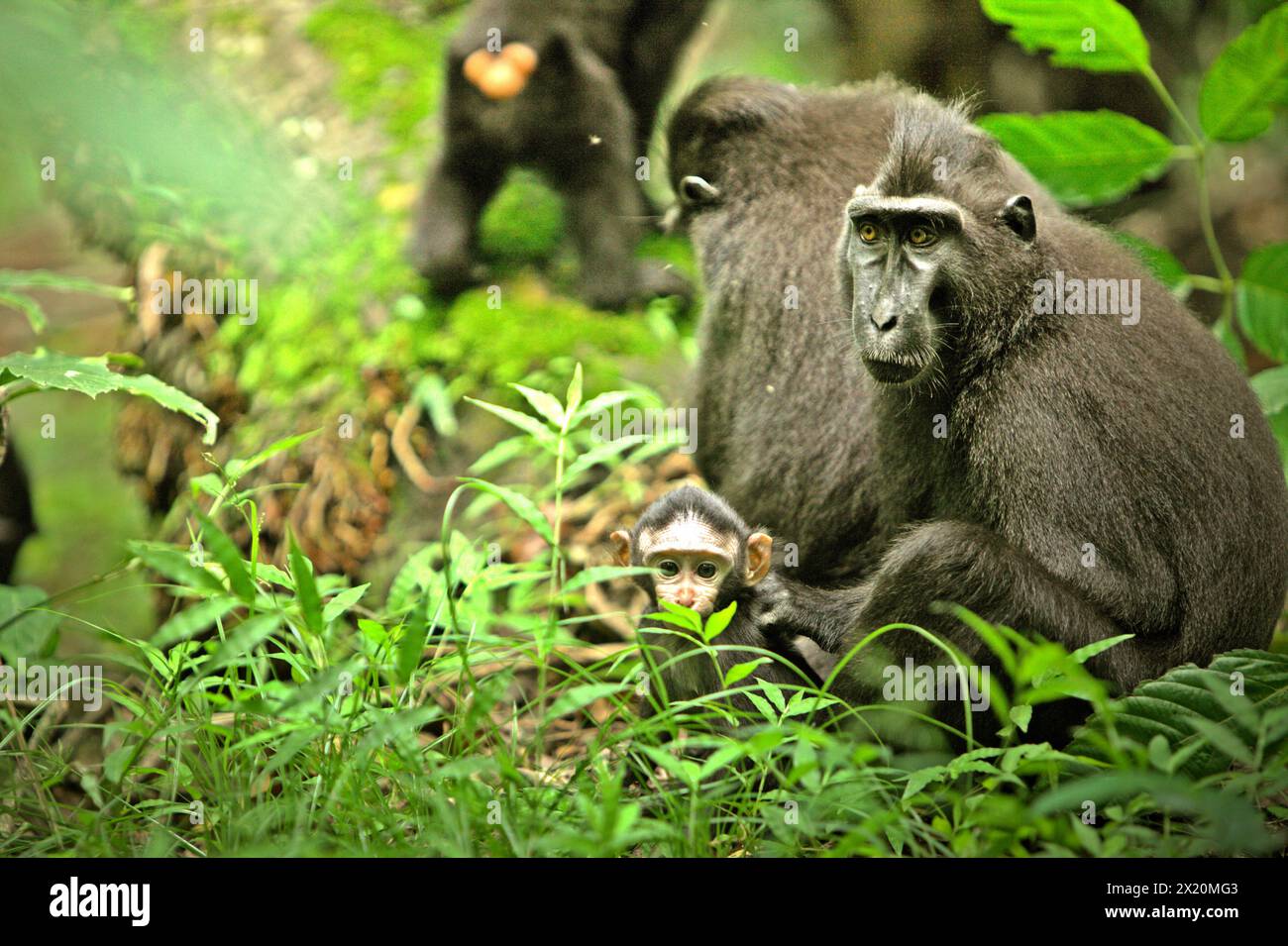 A crested macaque (Macaca nigra) offspring is being in the care of an adult female individual in Tangkoko forest, North Sulawesi, Indonesia. Climate change is one of the main factors affecting biodiversity worldwide at an alarming rate according to a team of scientists led by Antonio Acini Vasquez-Aguilar in their March 2024 research paper published on Environ Monit Assess. It might shift the geographic distribution of species, including species which depend greatly on forest cover such as primates, they say. Stock Photo