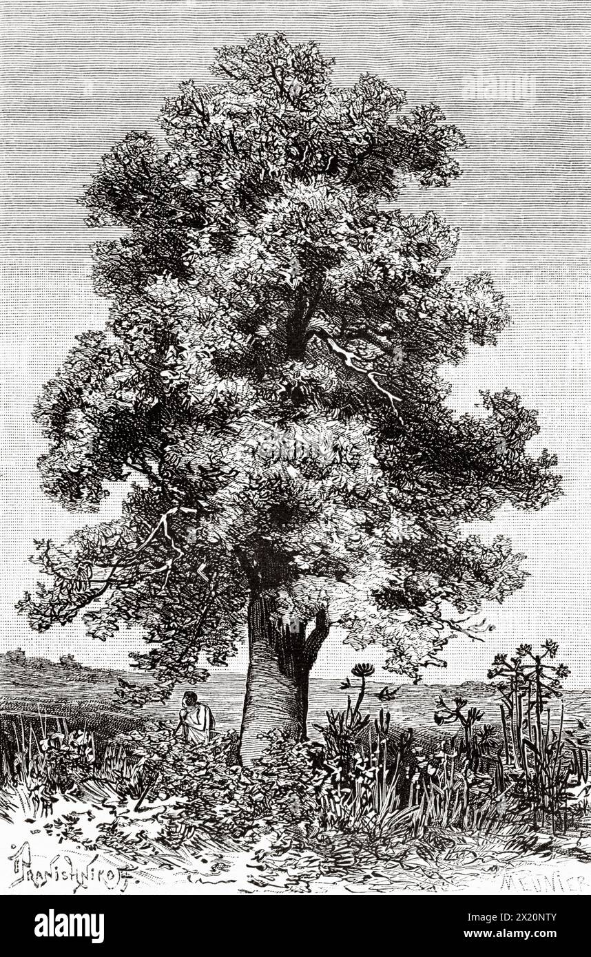 Cola or kola tree (Cola acuminata Guinea. West Africa. Drawing by Ivan Pranishnikoff (1841 - 1909) Journey to the Baga and Rio Nunez countries 1884-1885 by Lieutenant Andre Coffinieres de Nordeck (1866 - 1908) Le Tour du Monde 1886 Stock Photo