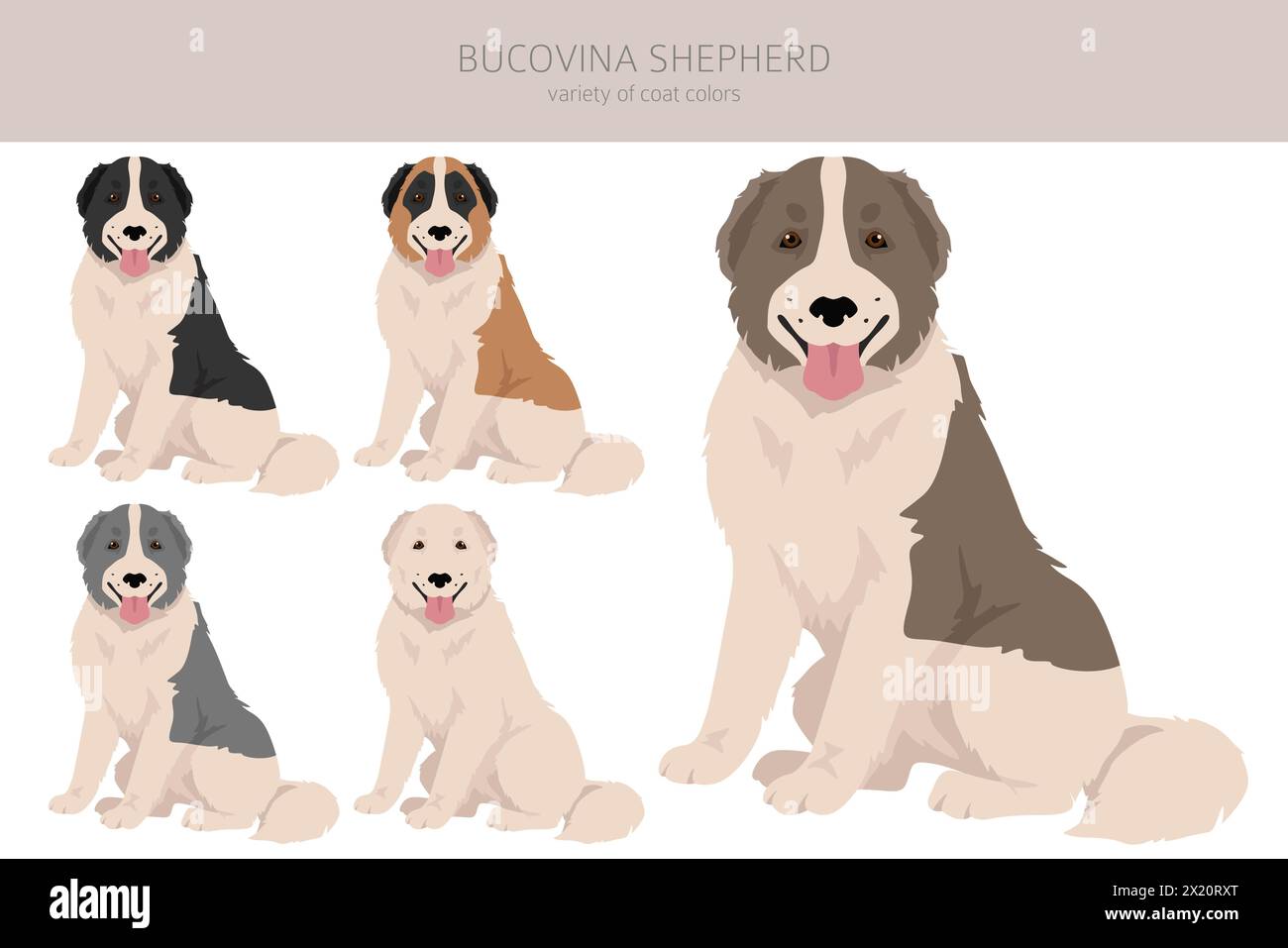 Bucovina shepherd clipart. Different coat colors and poses set.  Vector illustration Stock Vector