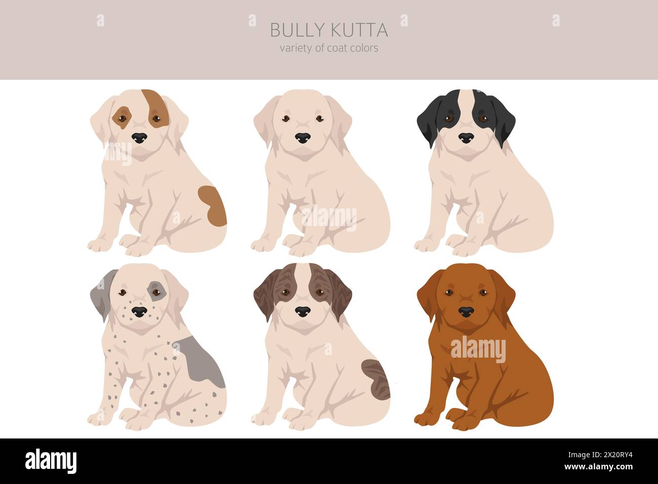 Bully Kutta puppy clipart. Different coat colors and poses set.  Vector illustration Stock Vector