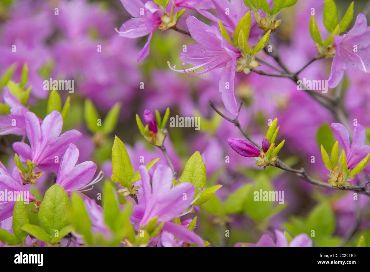 Purple Azalea flowers. Rhododendron Diamant Himmelblau. Buds on a bush. Spring pink flower background Stock Photo