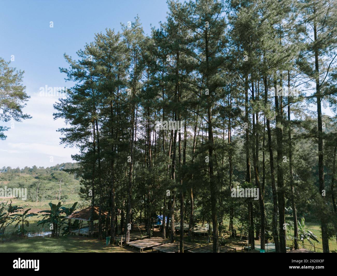 Pine trees illuminated by the backlight of the rising sun, casting a ...