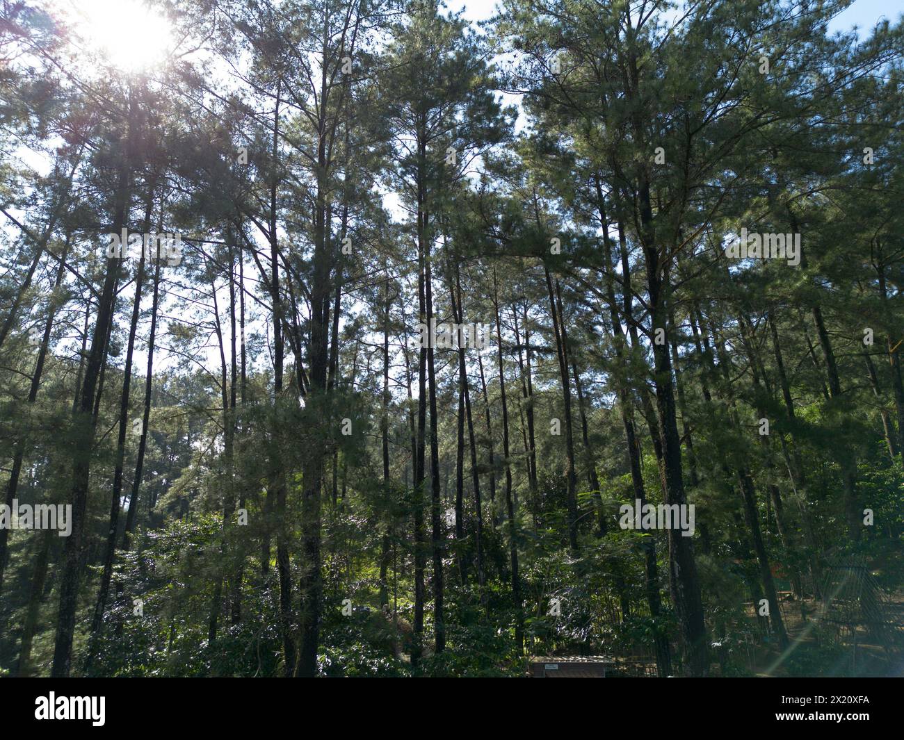 Pine trees illuminated by the backlight of the rising sun, casting a ...