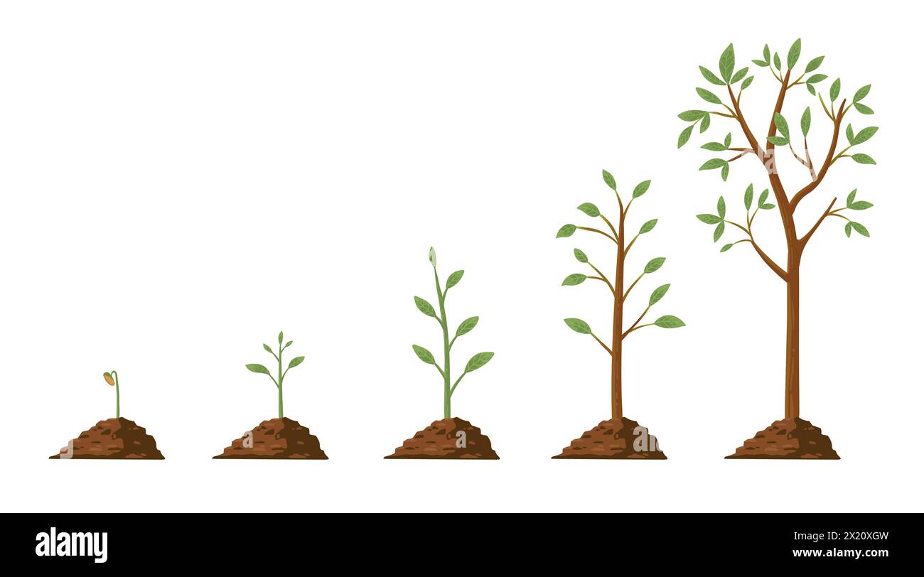 Tree grow. Plant growth from seed to sapling with green leaf. Stages of ...