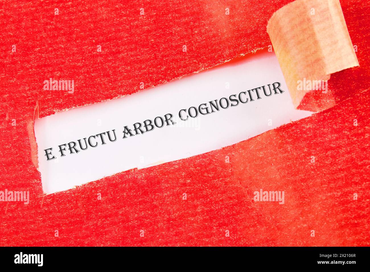 E fructu arbor cognoscitur the phrase in Latin translates as the Tree is known by its fruits on a white background under torn paper Stock Photo