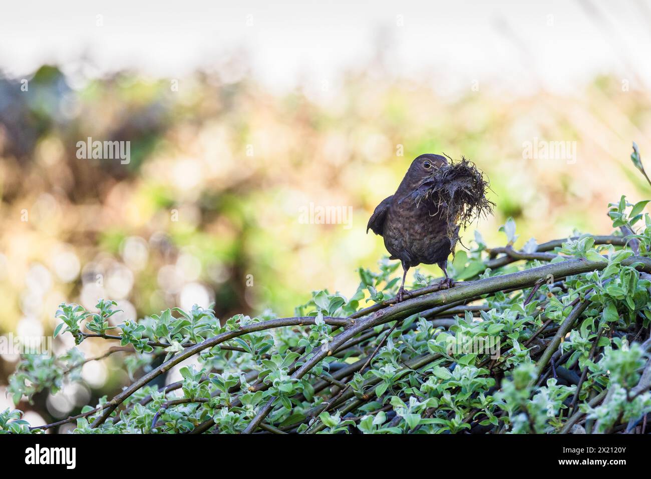 Merle noir (Turdus merula) femelle contruisant son nid dans un saule marsault, France, Pas de Calais, printemps Stock Photo