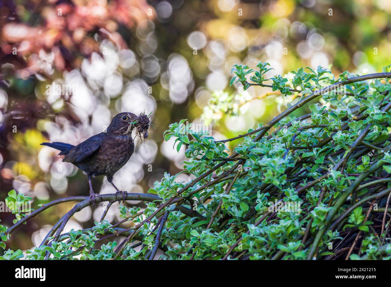 Blackbird (Turdus merula) female building its nest in a marsault willow, France, Pas de Calais, spring Stock Photo