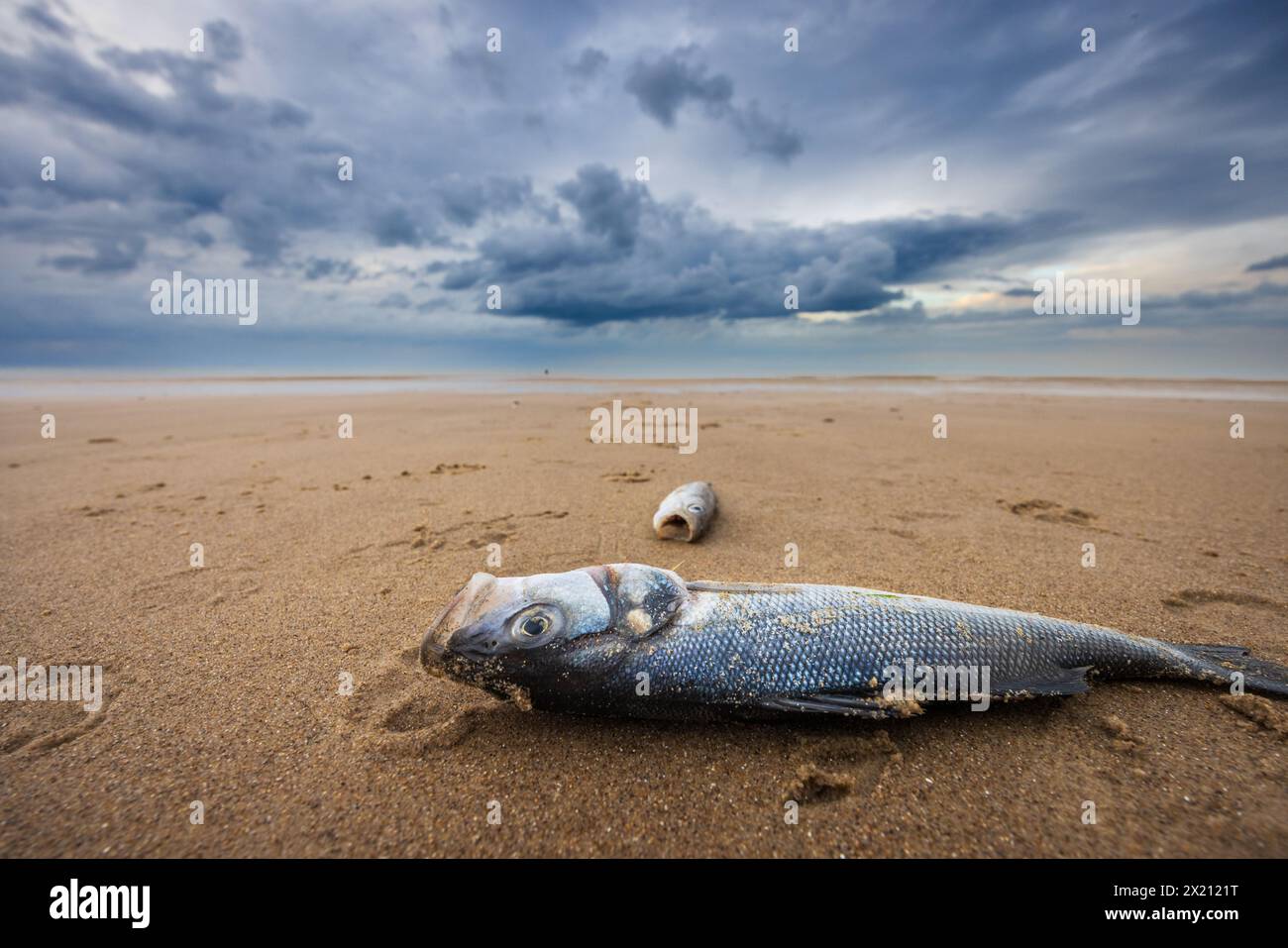 Bar Commun (Dicentrarchus labrax), échoué sur une plage. France, Côte d'Opale Stock Photo