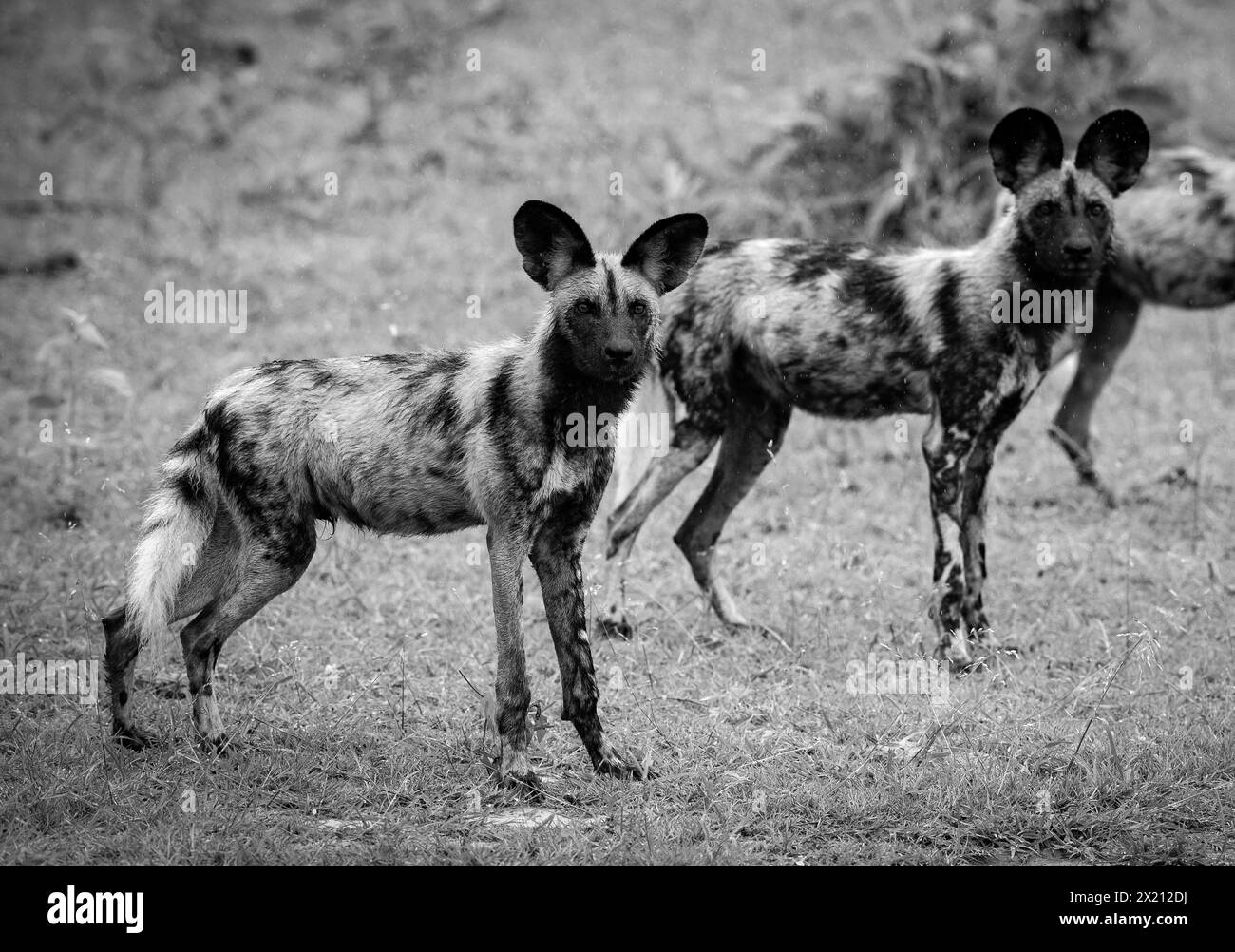 Wild dog is seen in Okavango Delta on January 2024 Stock Photo - Alamy