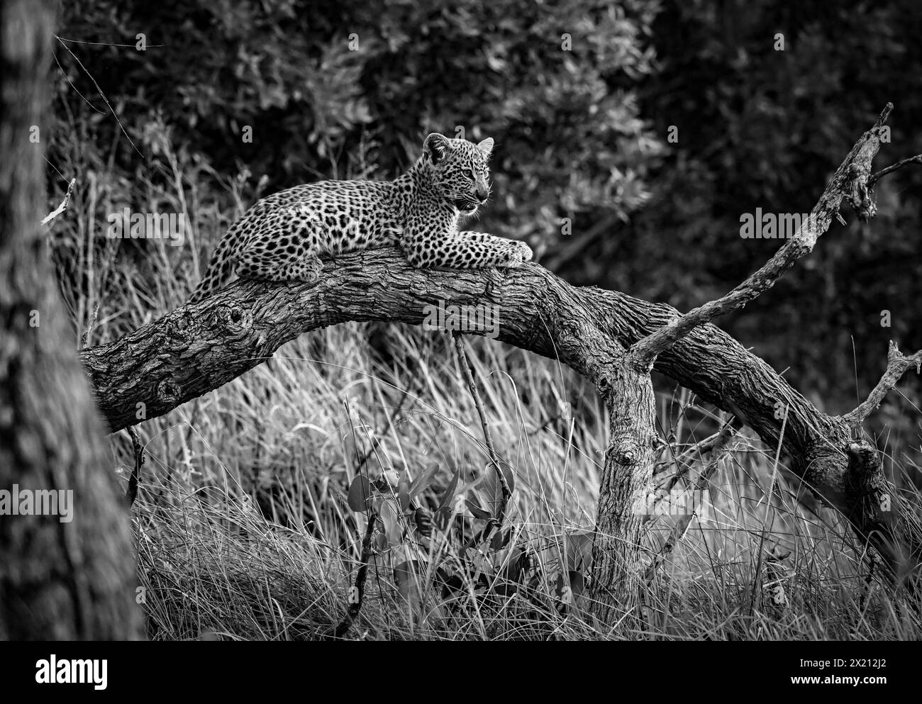 A leopard cub is seen in Okavango Delta on January 2024 Stock Photo - Alamy