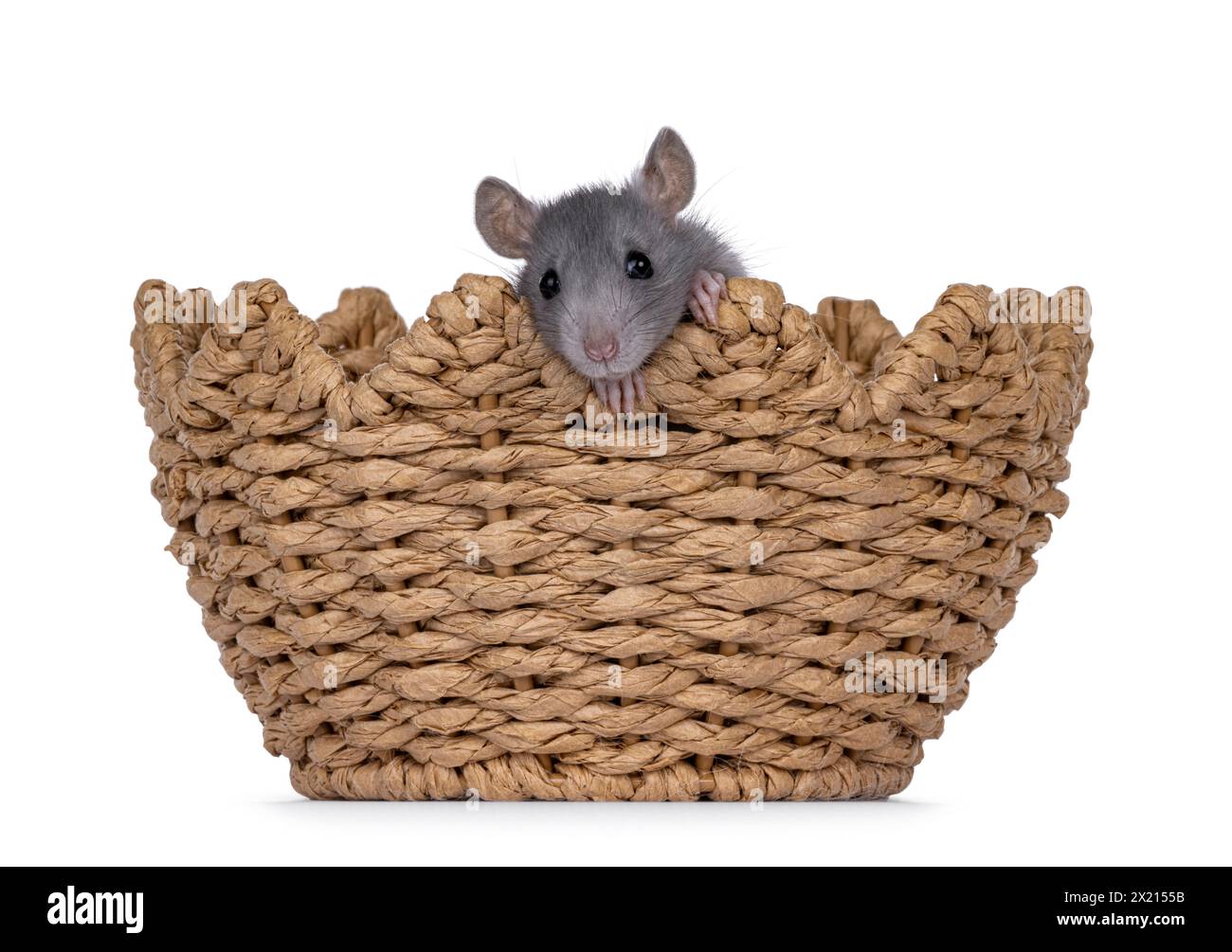 Cute little rat hanging over edge of egg shaped basket. Looking towards camera. Isolated on a white background. Stock Photo