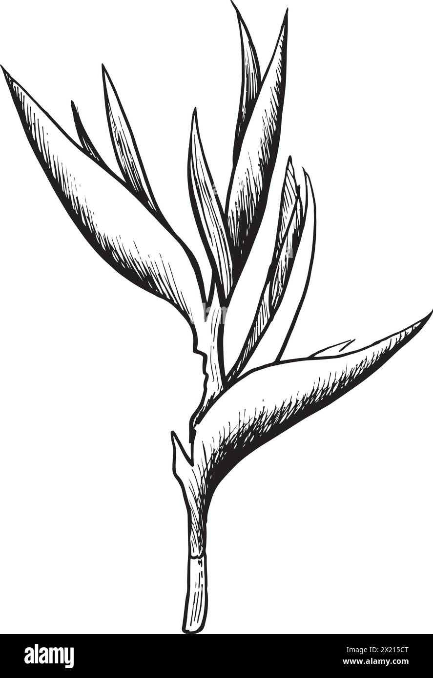 Line art strelitzia or Bird of Paradise flower illustration. outline sketch hand drawn Stock Vector