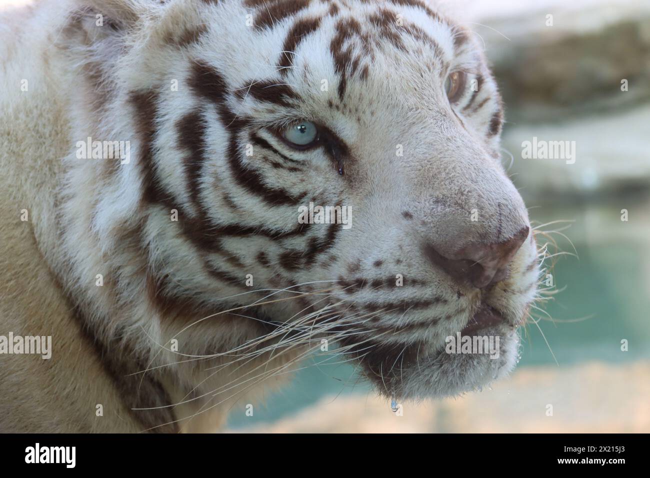 Chinese white tiger Stock Photo