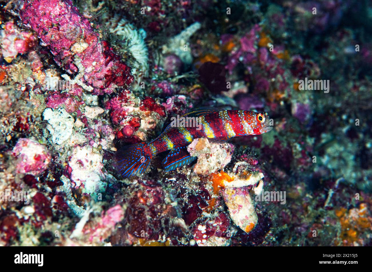 Gorgeous prawn-goby Stock Photo