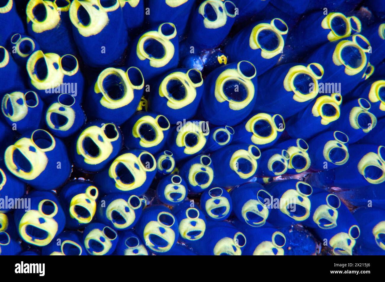 Cat eyes sea-squirts Stock Photo