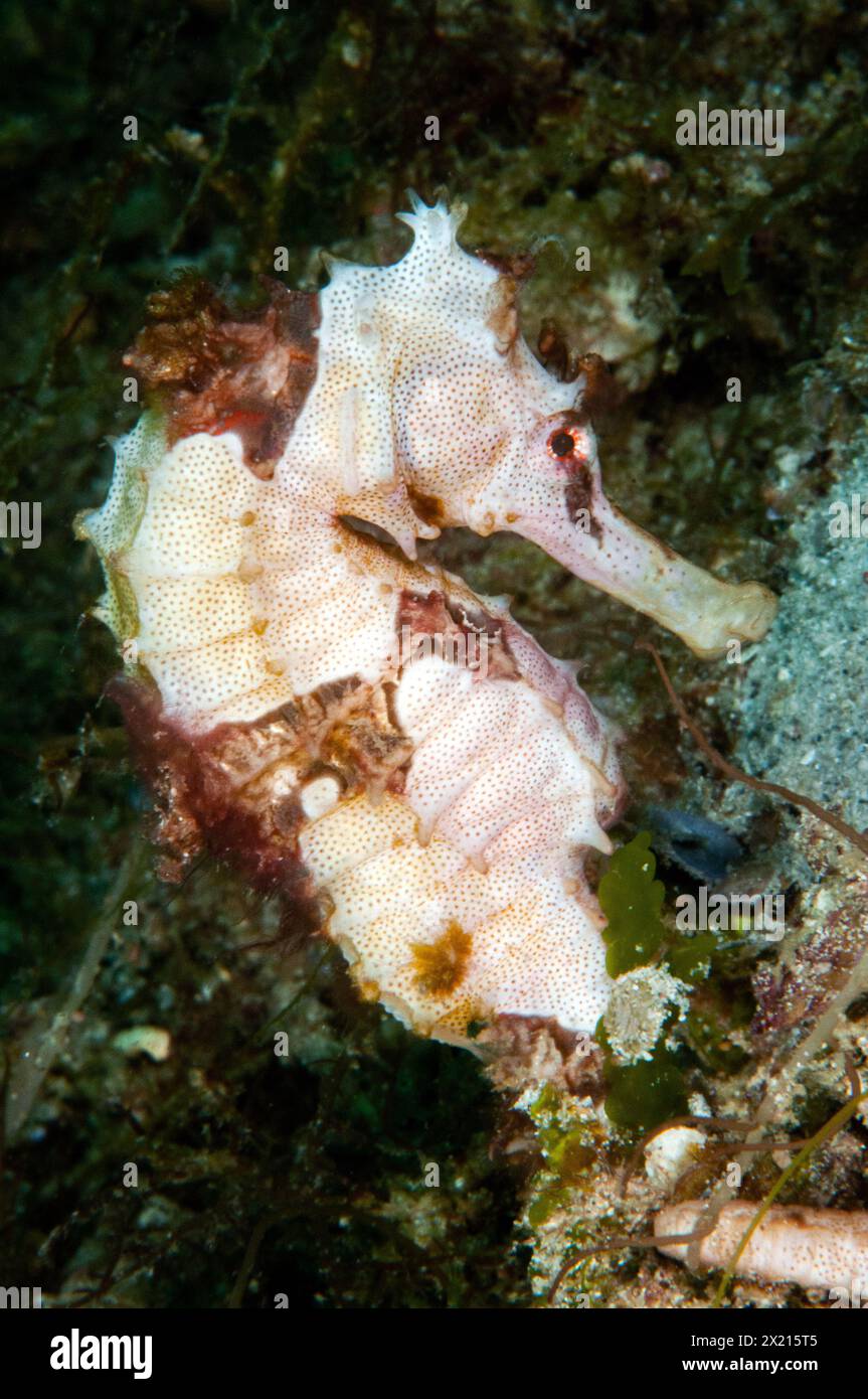 White seahorse Stock Photo