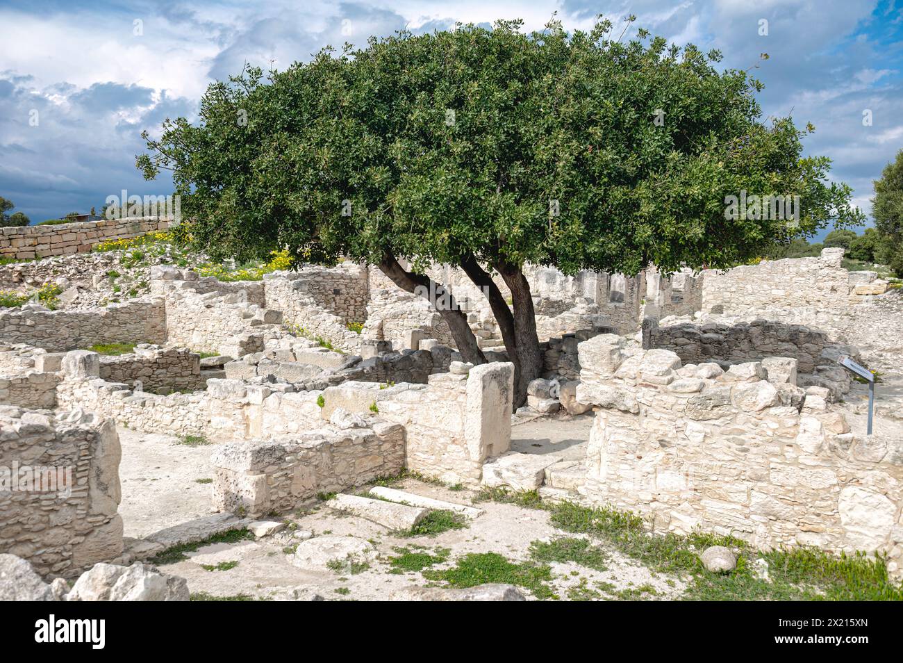 Vibrant tree stands tall amid old stone ruins of Roman house under a dramatic cloudy sky. Kourion archaeological site. Limassol District Stock Photo