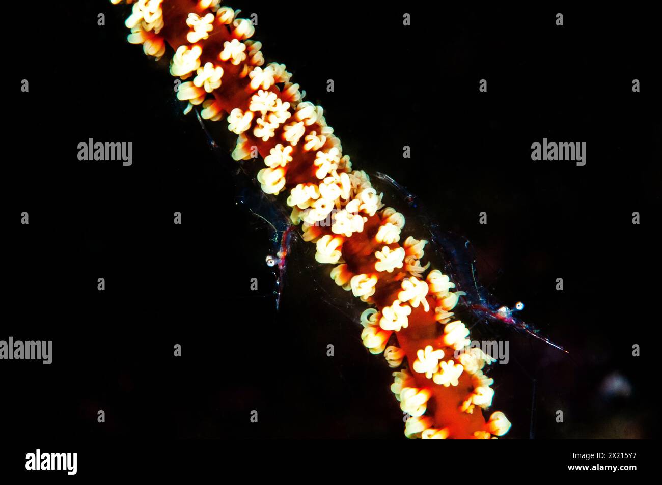 Two translucid shrimps on a wire coral Stock Photo