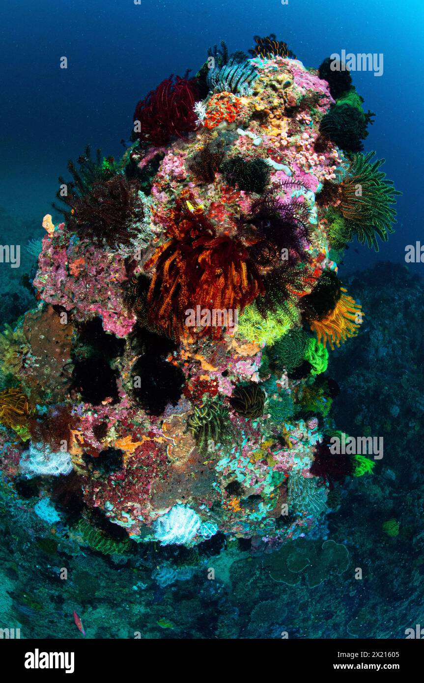 Diving in Philippines Stock Photo