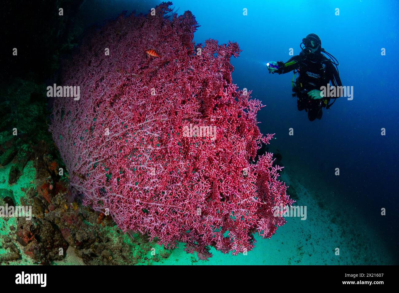 Grainy gorgonian and diver Stock Photo
