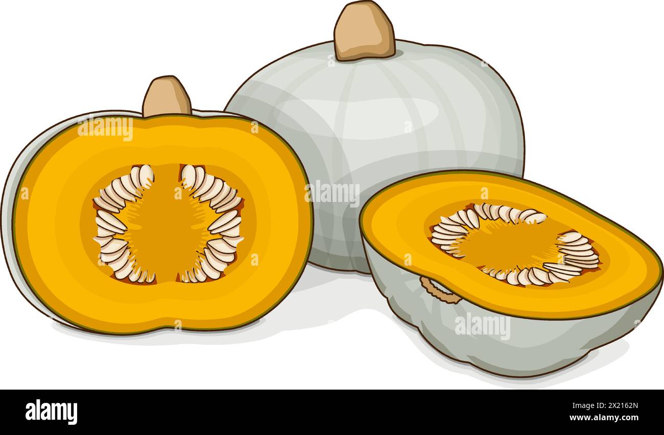 Whole and chopped Crown Prince Squash. Winter squash. Cucurbita maxima. Vegetables. Clipart. Isolated vector illustration. Stock Vector
