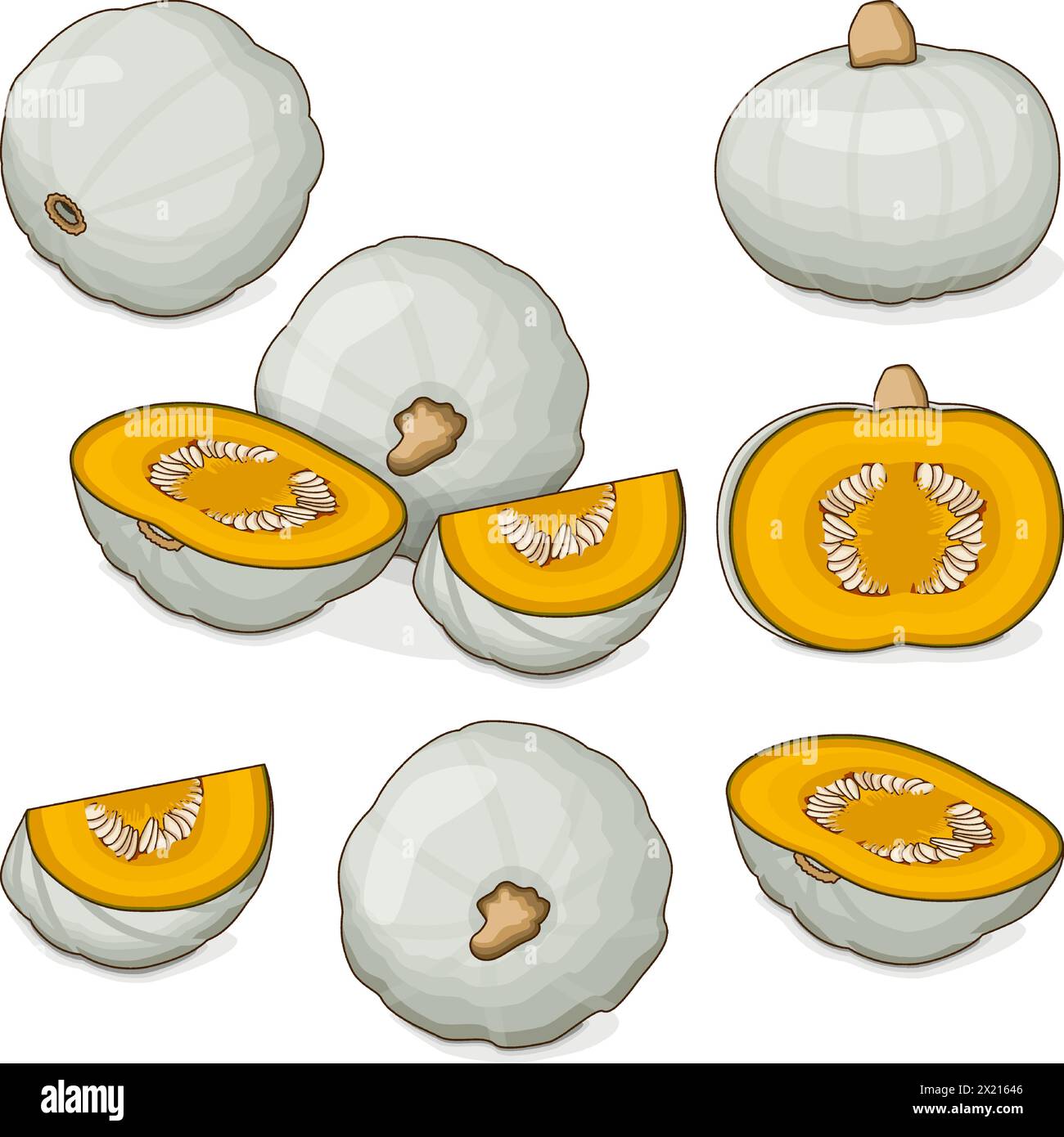 Set of Crown Prince Squash. Winter squash. Cucurbita maxima. Fruits and vegetables. Clipart. Isolated vector illustration. Stock Vector
