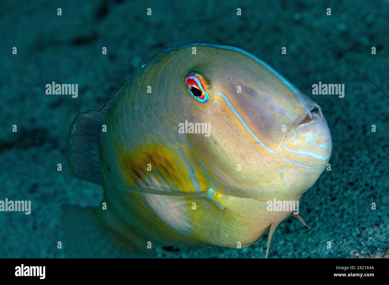 Yellowpatch hi-res stock photography and images - Alamy