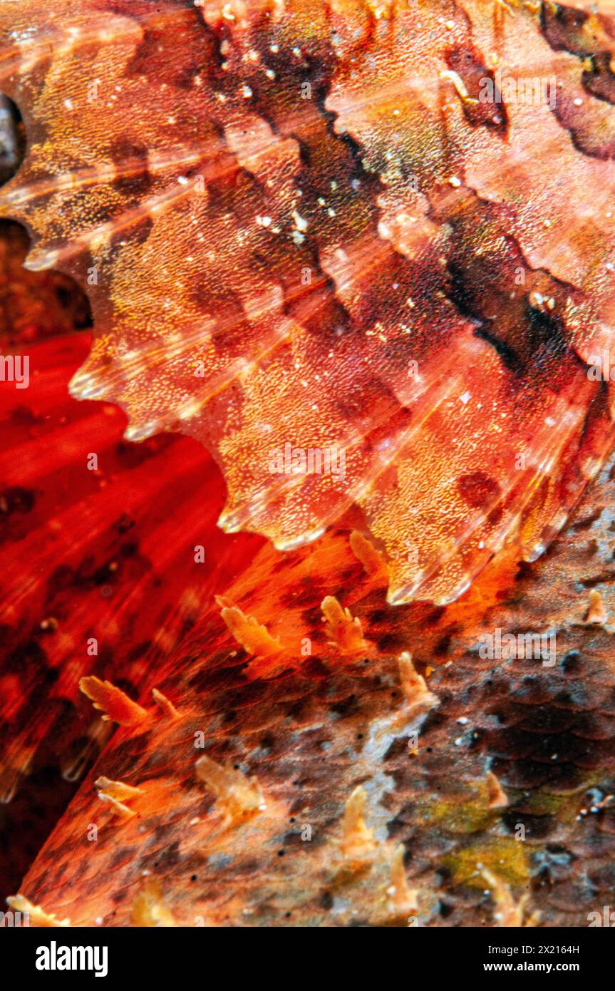 Pectoral fin of a scorpionfish Stock Photo
