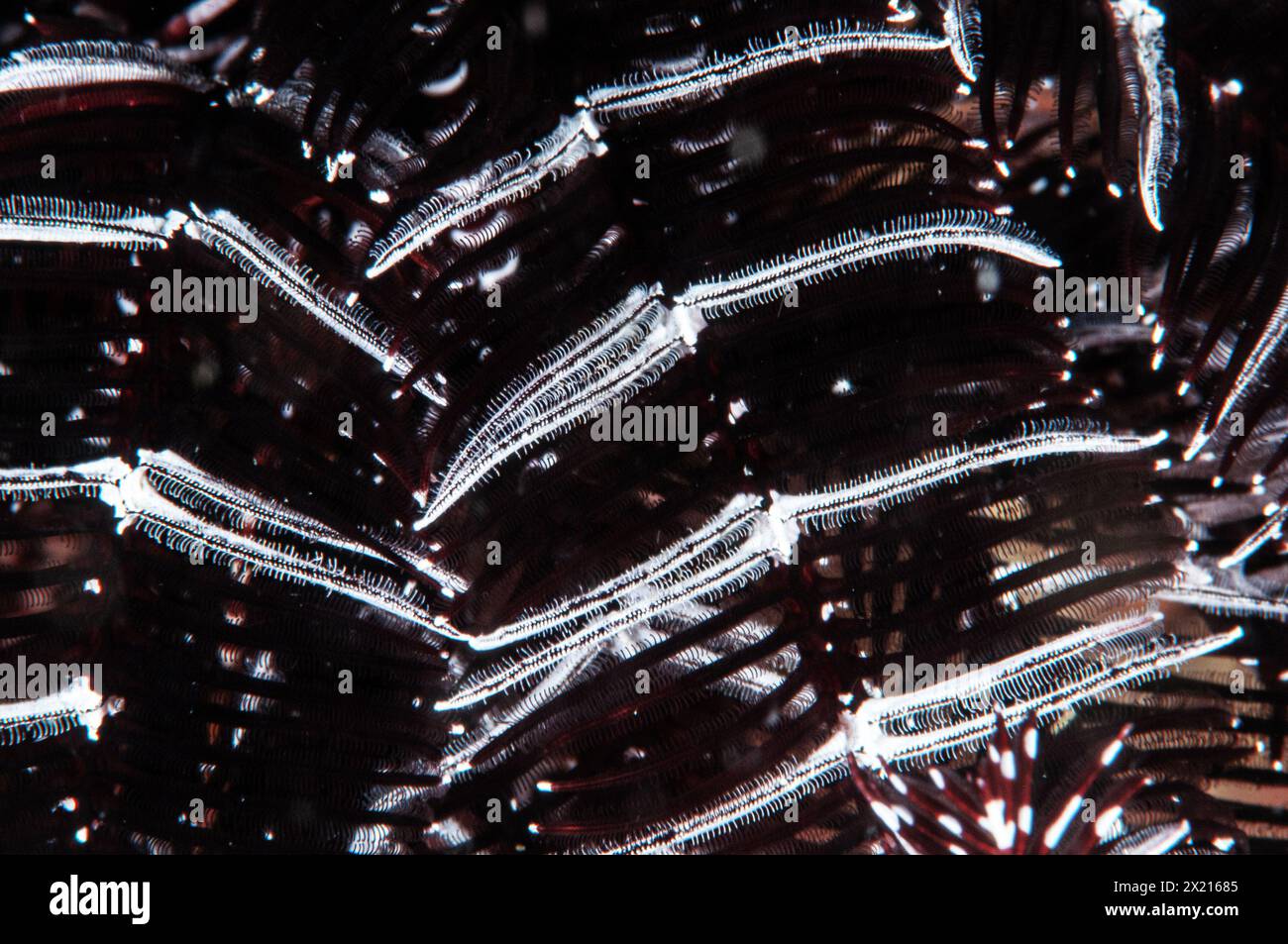 Arm of a black and white feather star Stock Photo