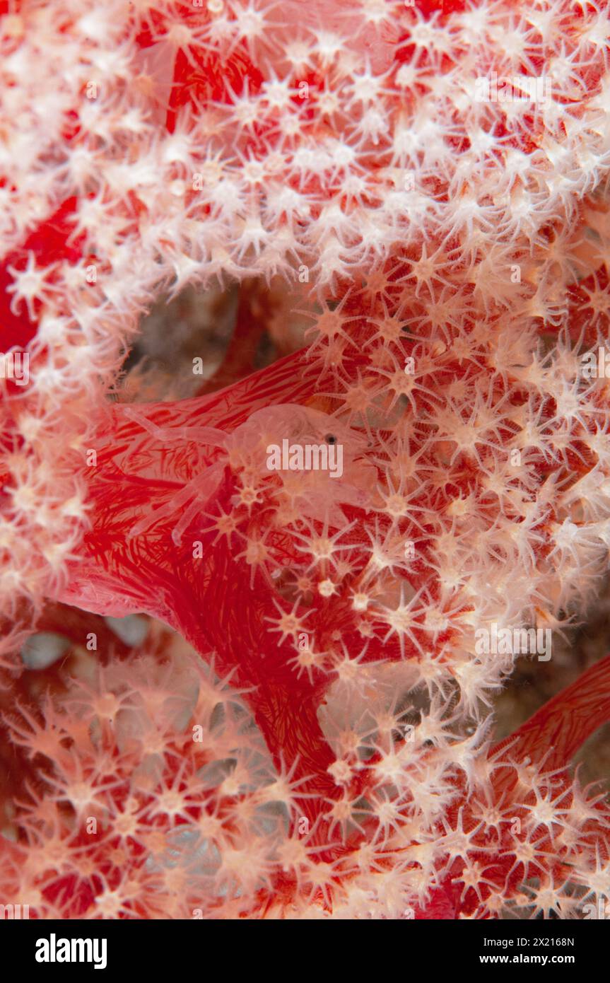 Porcelain crab in soft coral Stock Photo