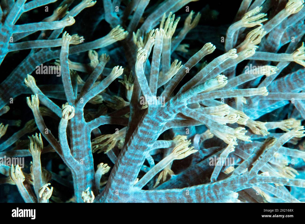 Xenia soft coral Stock Photo
